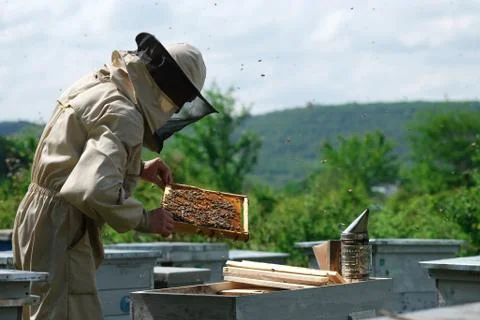 Beekeeper on apiary. Beekeeper is working with bees and beehives on the apiary. Stock Photos