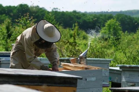 Beekeeper on apiary. Beekeeper is working with bees and beehives on the apiary. Stock Photos