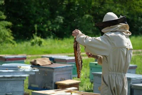 Beekeeper on apiary. Beekeeper is working with bees and beehives on the apiary. Stock Photos