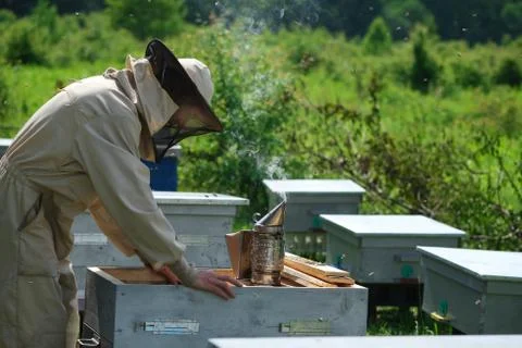 Beekeeper on apiary. Beekeeper is working with bees and beehives on the apiary. Stock Photos