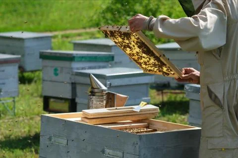 Beekeeper on apiary. Beekeeper is working with bees and beehives on the apiary. Stock Photos
