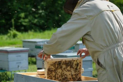 Beekeeper on apiary. Beekeeper is working with bees and beehives on the apiary. Foto stock