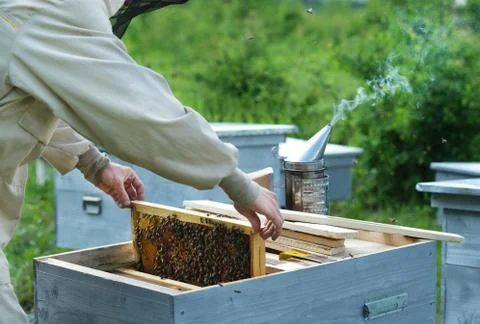 Beekeeper on apiary. Beekeeper is working with bees and beehives on the apiary. Stock Photos