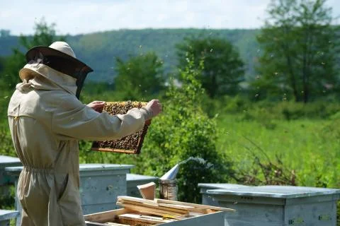 Beekeeper on apiary. Beekeeper is working with bees and beehives on the apiary. Stock Photos