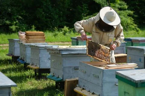 Beekeeper on apiary. Beekeeper is working with bees and beehives on the apiary. Stock Photos
