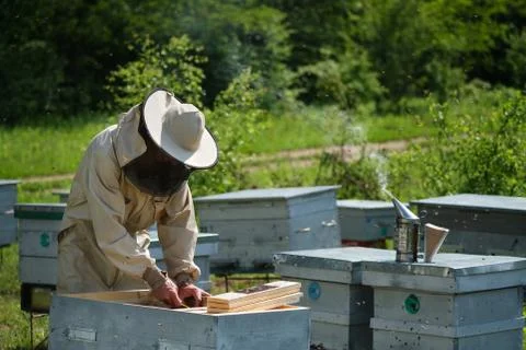 Beekeeper on apiary. Beekeeper is working with bees and beehives on the apiary. Stock Photos