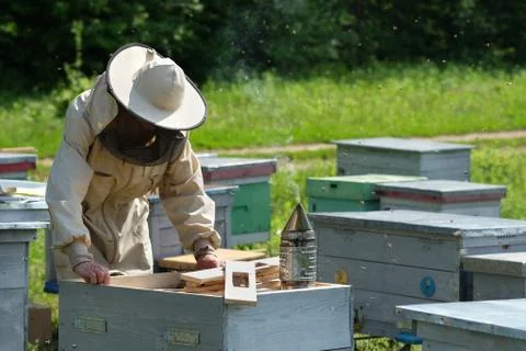 Beekeeper on apiary. Beekeeper is working with bees and beehives on the apiary. Stock Photos