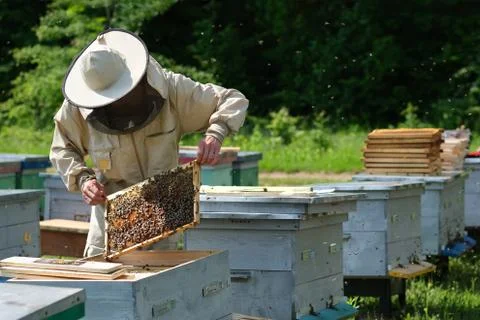 Beekeeper on apiary. Beekeeper is working with bees and beehives on the apiary. Stock Photos