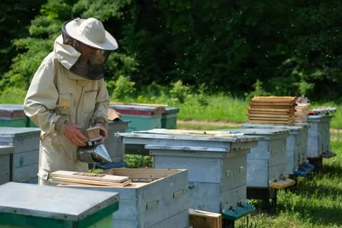Beekeeper on apiary. Beekeeper is working with bees and beehives on the apiary. Stock Photos