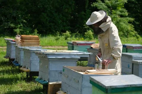 Beekeeper on apiary. Beekeeper is working with bees and beehives on the apiary. Stock Photos