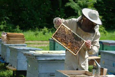 Beekeeper on apiary. Beekeeper is working with bees and beehives on the apiary. Stock Photos