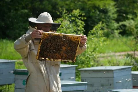 Beekeeper on apiary. Beekeeper is working with bees and beehives on the apiary. Foto stock