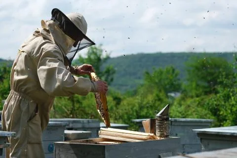 Beekeeper on apiary. Beekeeper is working with bees and beehives on the apiary. Stock Photos