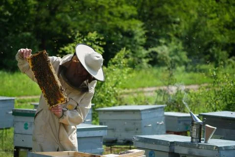 Beekeeper on apiary. Beekeeper is working with bees and beehives on the apiary. Stock Photos