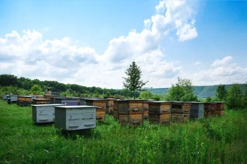 Beekeeper on apiary. Beekeeper is working with bees and beehives on the apiary. Stock Photos