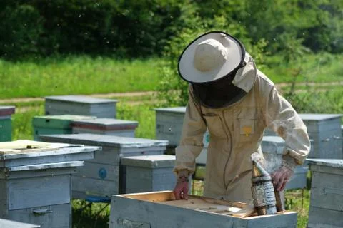 Beekeeper on apiary. Beekeeper is working with bees and beehives on the apiary. Stock Photos
