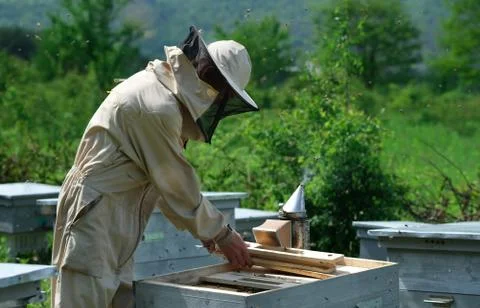 Beekeeper on apiary. Beekeeper is working with bees and beehives on the apiary. Stock Photos