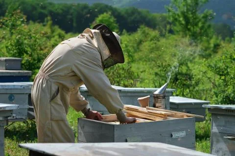 Beekeeper on apiary. Beekeeper is working with bees and beehives on the apiary. Stock Photos