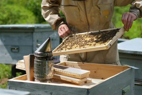 Beekeeper on apiary. Beekeeper is working with bees and beehives on the apiary. Stock Photos