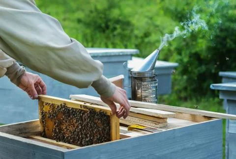 Beekeeper on apiary. Beekeeper is working with bees and beehives on the apiary. Stock Photos