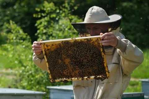Beekeeper on apiary. Beekeeper is working with bees and beehives on the apiary. 스톡 사진