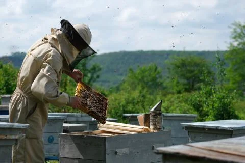 Beekeeper on apiary. Beekeeper is working with bees and beehives on the apiary. Stock Photos