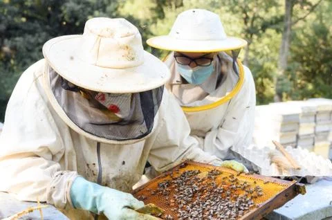 Beekeeper on apiary. Beekeeper is working with bees and beehives on the apiary. Stock Photos