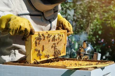 Beekeeper on apiary. Beekeeper is working with bees and beehives on the apiary Stock Photos
