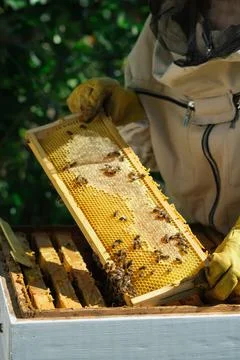 Beekeeper on apiary. Beekeeper is working with bees and beehives on the apiary Stock Photos