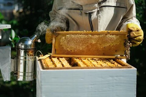 Beekeeper on apiary. Beekeeper is working with bees and beehives on the apiary Stock Photos
