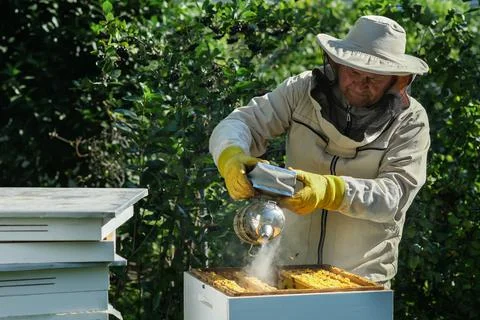 Beekeeper on apiary. Beekeeper is working with bees and beehives on the apiary Stock Photos