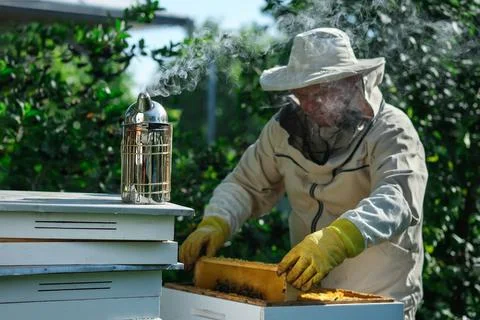 Beekeeper on apiary. Beekeeper is working with bees and beehives on the apiary Stock Photos