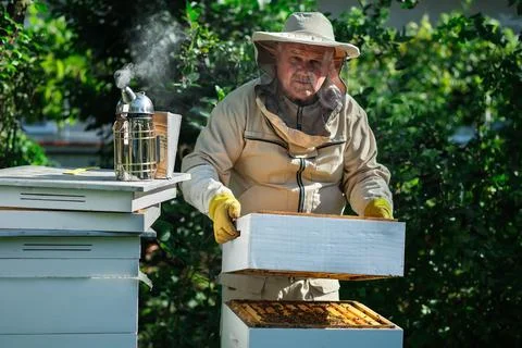 Beekeeper on apiary. Beekeeper is working with bees and beehives on the apiary Stock Photos