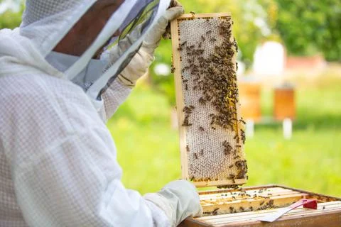 Beekeeper on an apiary, Beekeeper is working with bees and beehives on the 库存照片
