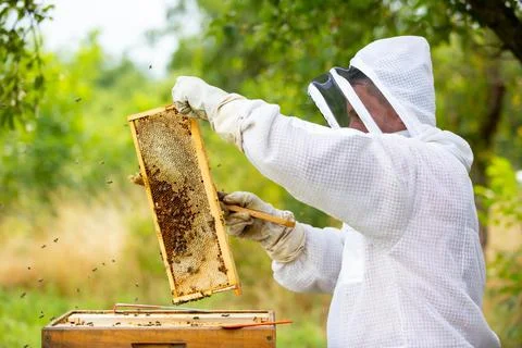 Beekeeper on an apiary, Beekeeper is working with bees and beehives on the 库存照片