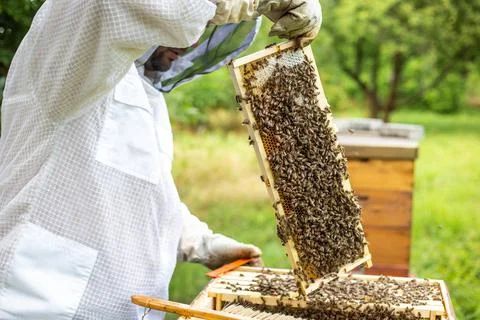 Beekeeper on an apiary, Beekeeper is working with bees and beehives on the Stock Photos