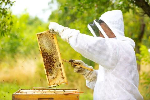 Beekeeper on an apiary, Beekeeper is working with bees and beehives on the 写真素材
