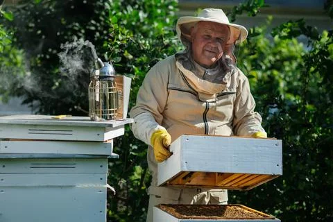 Beekeeper on apiary. Beekeeper is working with bees and beehives on the apiary Stock Photos