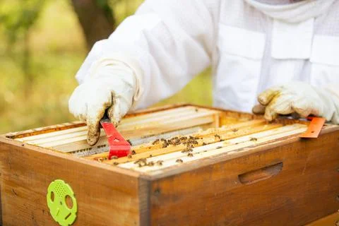 Beekeeper on an apiary, beekeeper is working with bees and beehives on the Photos