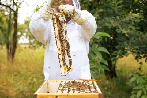 Beekeeper on an apiary, beekeeper is working with bees and beehives on the Stock Photos