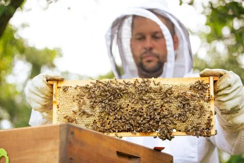 Beekeeper on an apiary, beekeeper is working with bees and beehives on the Фото