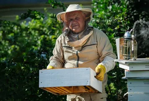 Beekeeper on apiary. Beekeeper is working with bees and beehives on the apiary Stock Photos