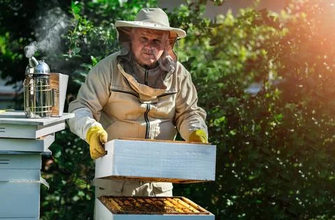 Beekeeper on apiary. Beekeeper is working with bees and beehives on the apiary Stock Photos