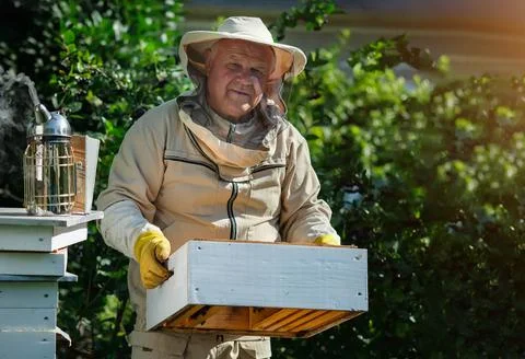 Beekeeper on apiary. Beekeeper is working with bees and beehives on the apiary Stock Photos