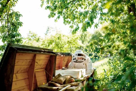 Beekeeper on apiary. Beekeeper is working with bees and beehives on the apiar Stock Photos