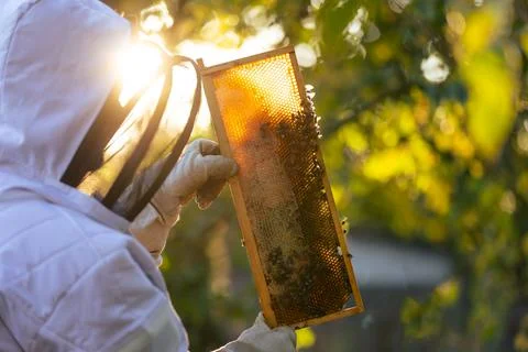 Beekeeper on an apiary, beekeeper is working with bees and beehives on the 库存照片