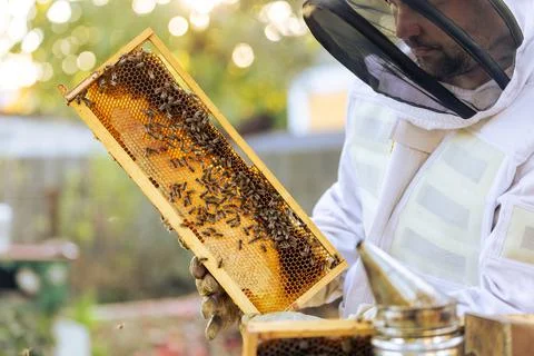 Beekeeper on an apiary, beekeeper is working with bees and beehives on the Stock Photos