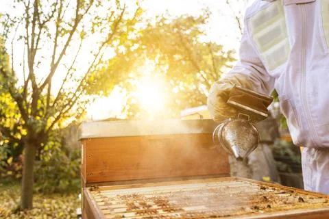 Beekeeper on an apiary, beekeeper is working with bees and beehives on the 库存照片