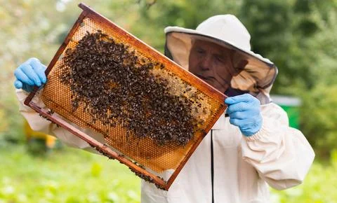 Beekeeper on apiary. Beekeeper is working with bees and beehives on apiary. Stock Photos