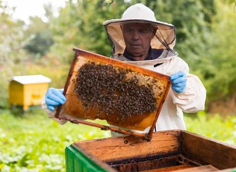 Beekeeper on apiary. Beekeeper is working with bees and beehives on apiary. Stock Photos